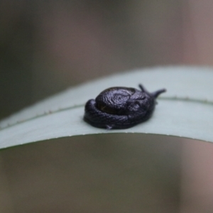 Helicarion cuvieri at Tidbinbilla Nature Reserve - 6 Feb 2024 05:28 PM