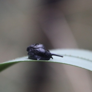 Helicarion cuvieri at Tidbinbilla Nature Reserve - 6 Feb 2024 05:28 PM