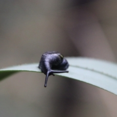 Helicarion cuvieri at Tidbinbilla Nature Reserve - 6 Feb 2024 05:28 PM