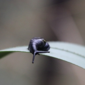 Helicarion cuvieri at Tidbinbilla Nature Reserve - 6 Feb 2024