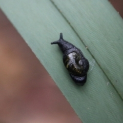 Helicarion cuvieri at Tidbinbilla Nature Reserve - 6 Feb 2024 05:28 PM