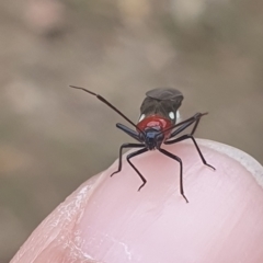 Rayieria basifer (Braconid-mimic plant bug) at Mawson, ACT - 6 Feb 2024 by EmmaCollins