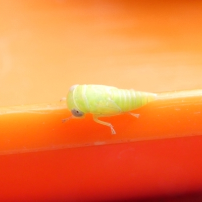 Cicadellidae (family) (Unidentified leafhopper) at Emu Creek Belconnen (ECB) - 6 Feb 2024 by JohnGiacon