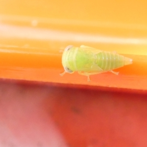 Cicadellidae (family) at Emu Creek Belconnen (ECB) - 6 Feb 2024 12:00 PM