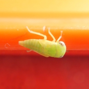 Cicadellidae (family) at Emu Creek Belconnen (ECB) - 6 Feb 2024