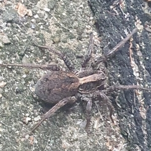 Venatrix sp. (genus) at Mawson, ACT - 6 Feb 2024