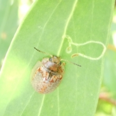 Paropsisterna decolorata (A Eucalyptus leaf beetle) at Emu Creek Belconnen (ECB) - 6 Feb 2024 by JohnGiacon