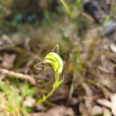 Diplodium decurvum (Summer greenhood) at Tidbinbilla Nature Reserve - 6 Feb 2024 by Csteele4