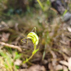 Diplodium decurvum at Tidbinbilla Nature Reserve - suppressed