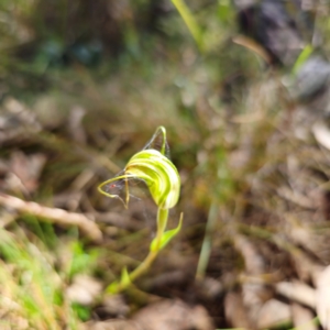 Diplodium decurvum at Tidbinbilla Nature Reserve - 7 Feb 2024