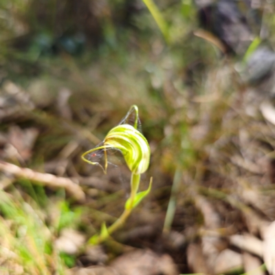 Diplodium decurvum (Summer greenhood) at Tidbinbilla Nature Reserve - 6 Feb 2024 by Csteele4