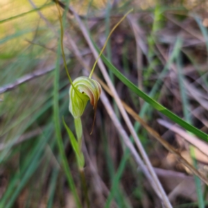 Diplodium decurvum at Tidbinbilla Nature Reserve - suppressed