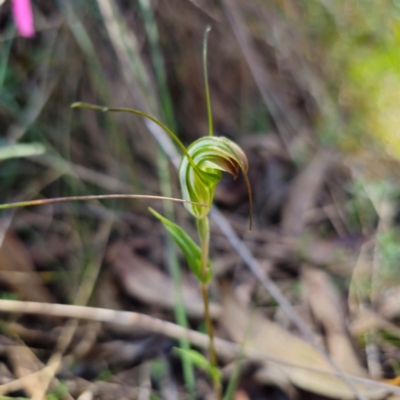 Diplodium decurvum (Summer greenhood) at Tidbinbilla Nature Reserve - 6 Feb 2024 by Csteele4