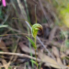 Diplodium decurvum (Summer greenhood) at Tidbinbilla Nature Reserve - 6 Feb 2024 by Csteele4