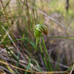 Diplodium decurvum (Summer greenhood) at Tidbinbilla Nature Reserve - 6 Feb 2024 by Csteele4