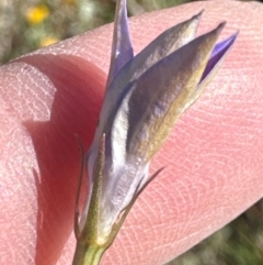 Wahlenbergia luteola (Yellowish Bluebell) at Budjan Galindji (Franklin Grassland) Reserve - 6 Feb 2024 by lbradley