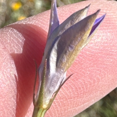 Wahlenbergia luteola (Yellowish Bluebell) at Harrison, ACT - 6 Feb 2024 by lbradley