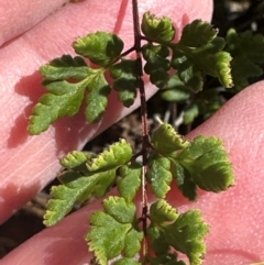 Cheilanthes sieberi subsp. sieberi (Mulga Rock Fern) at Harrison, ACT - 6 Feb 2024 by lbradley