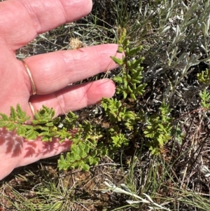 Cheilanthes sieberi subsp. sieberi at Harrison, ACT - 7 Feb 2024