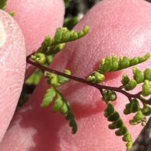 Cheilanthes sieberi subsp. sieberi at Harrison, ACT - 7 Feb 2024