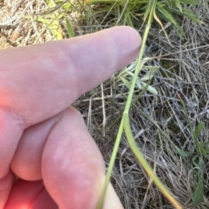 Enneapogon nigricans at Harrison, ACT - 7 Feb 2024