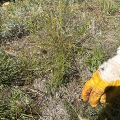 Enneapogon nigricans at Harrison, ACT - 7 Feb 2024