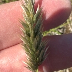 Enneapogon nigricans at Harrison, ACT - 7 Feb 2024 11:03 AM