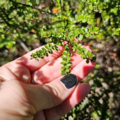 Leionema lamprophyllum subsp. obovatum (Shiny Phebalium) at Namadgi National Park - 6 Feb 2024 by Csteele4