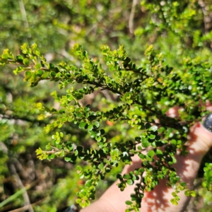 Leionema lamprophyllum subsp. obovatum at Namadgi National Park - suppressed