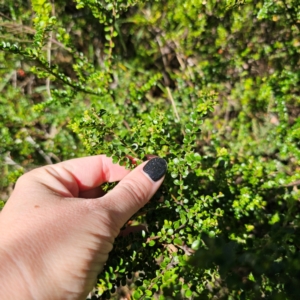 Leionema lamprophyllum subsp. obovatum at Namadgi National Park - suppressed