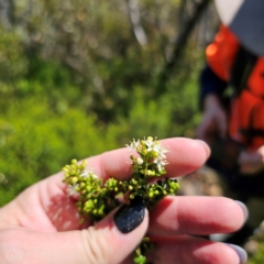 Leionema lamprophyllum subsp. obovatum at Namadgi National Park - 7 Feb 2024