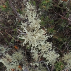 Usnea sp. (genus) (Bearded lichen) at Mulligans Flat - 4 Nov 2023 by MichaelBedingfield