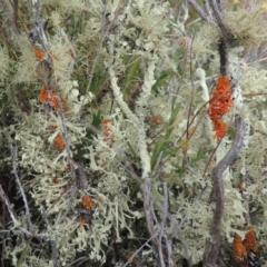 Teloschistes sp. (genus) (A lichen) at Bonner, ACT - 4 Nov 2023 by michaelb
