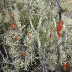 Teloschistes sp. (genus) (A lichen) at Mulligans Flat - 4 Nov 2023 by MichaelBedingfield