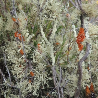 Teloschistes sp. (genus) (A lichen) at Mulligans Flat - 4 Nov 2023 by MichaelBedingfield