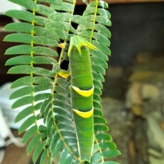 Charaxes sempronius (Tailed Emperor) at QPRC LGA - 7 Feb 2024 by Zoed