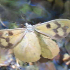 Heteronympha solandri at Tidbinbilla Nature Reserve - 7 Feb 2024