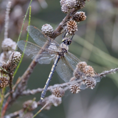 Hemicordulia tau (Tau Emerald) at Belconnen, ACT - 11 Dec 2022 by KorinneM