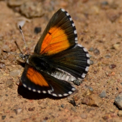 Lucia limbaria (Chequered Copper) at Woodstock Nature Reserve - 7 Feb 2024 by Thurstan