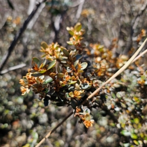 Grevillea diminuta at Namadgi National Park - 7 Feb 2024 12:28 PM