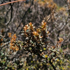 Grevillea diminuta at Namadgi National Park - 7 Feb 2024 12:28 PM