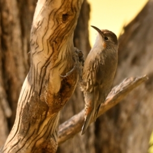 Cormobates leucophaea at Woodstock Nature Reserve - 7 Feb 2024