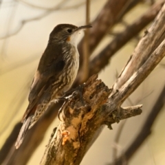 Cormobates leucophaea at Woodstock Nature Reserve - 7 Feb 2024