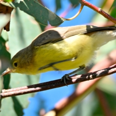 Gerygone olivacea (White-throated Gerygone) at Strathnairn, ACT - 6 Feb 2024 by Thurstan