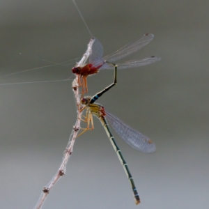 Xanthagrion erythroneurum at Lake Ginninderra - 11 Dec 2022 05:06 PM