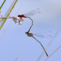 Xanthagrion erythroneurum at Lake Ginninderra - 11 Dec 2022 05:06 PM