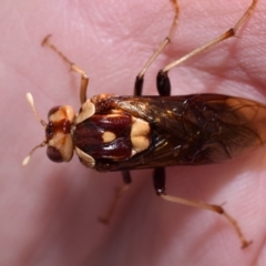 Pergagrapta polita at Dryandra St Woodland - 7 Feb 2024