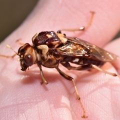 Pergagrapta polita at Dryandra St Woodland - 7 Feb 2024