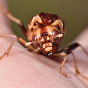 Pergagrapta polita at Dryandra St Woodland - 7 Feb 2024