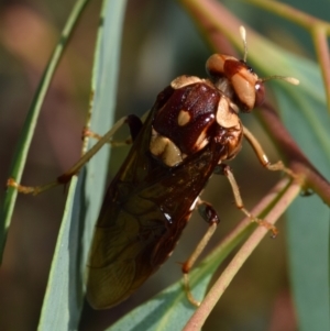 Pergagrapta polita at Dryandra St Woodland - 7 Feb 2024